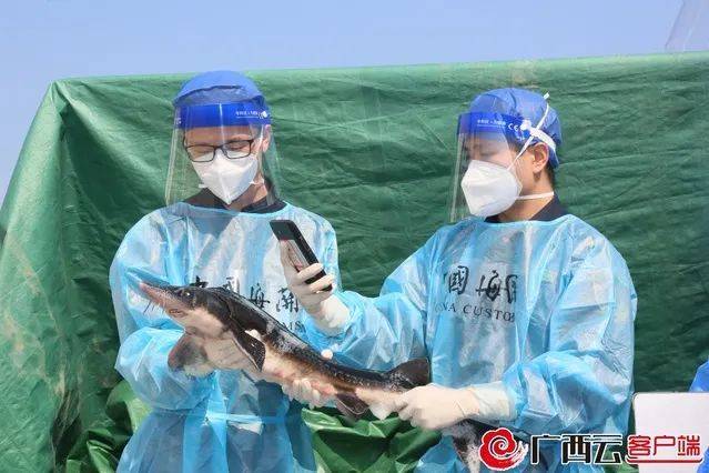 前三季度经广西口岸进出口越南的农产品增长515%IM电竞 IM电竞平台(图2)