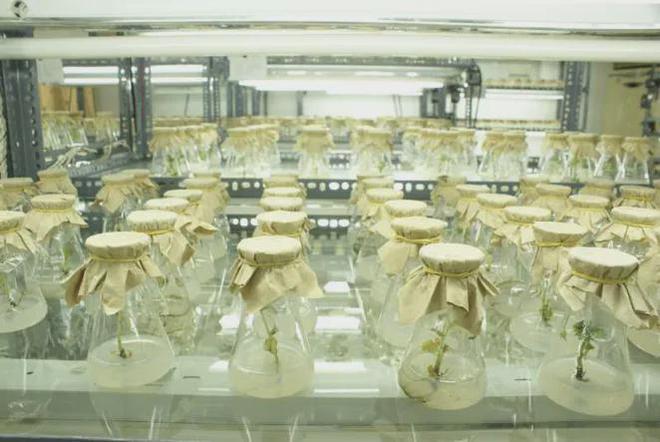 新疆棉花不好穿？100年老厂憋9年制成这件国棉T恤软到像住进棉花地IM电竞 IM电竞app(图16)