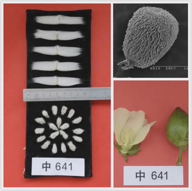 新疆棉花不好穿？100年老厂憋9年制成这件国棉T恤软到像住进棉花地IM电竞 IM电竞app(图17)