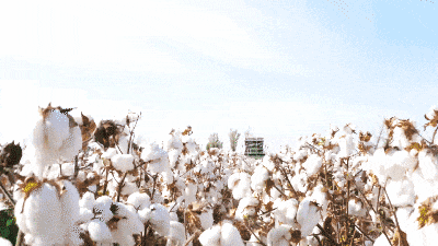 新疆棉花不好穿？100年老厂憋9年制成这件国棉T恤软到像住进棉花地IM电竞 IM电竞app(图18)